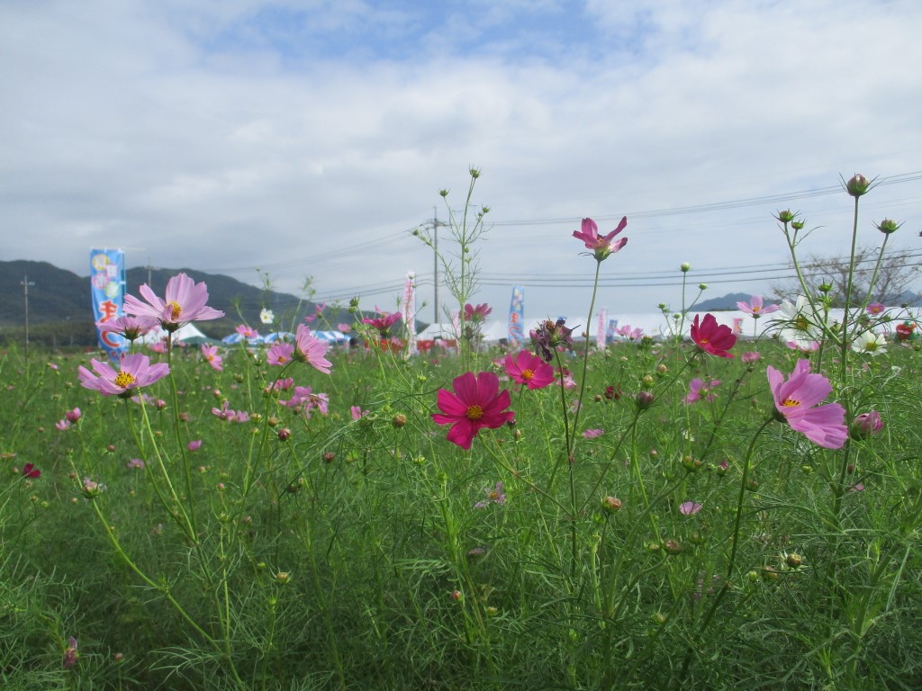 第30回　東田布施コスモスまつりの画像1
