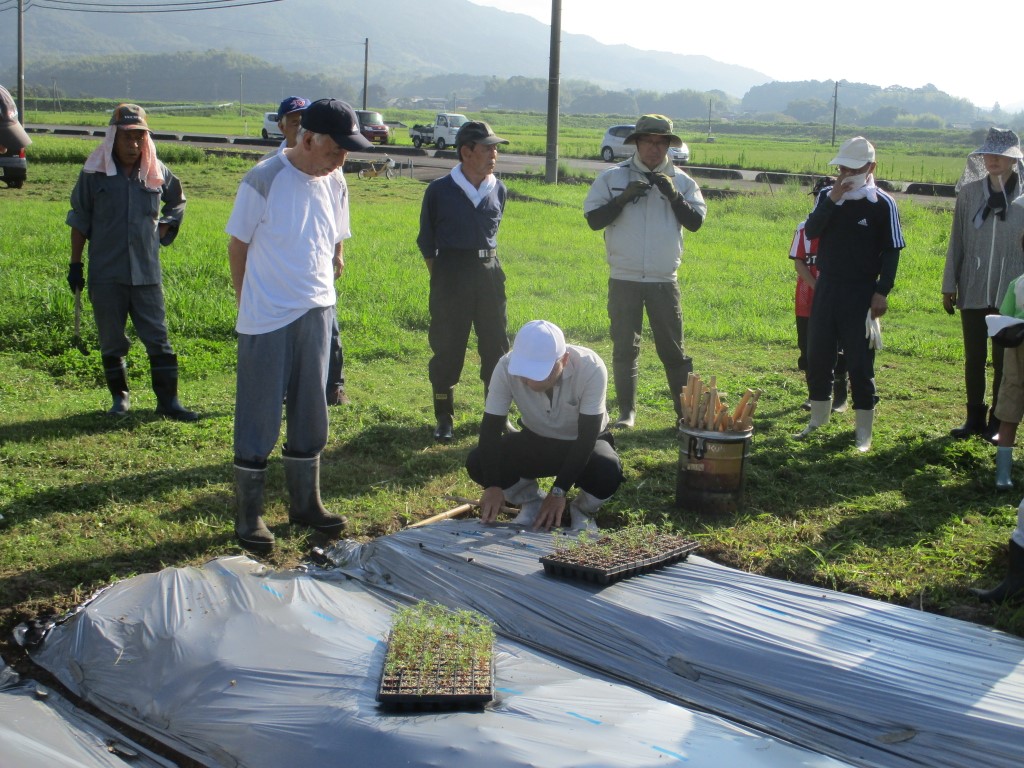 ​コスモスの苗の植え方の説明​の画像