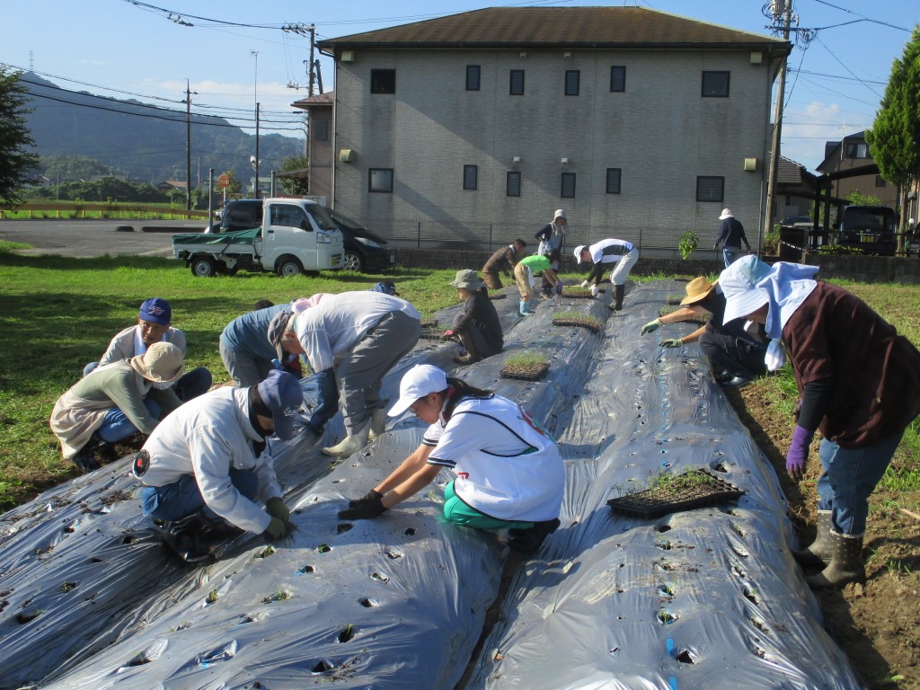 ​小さなコスモスの苗を丁寧に定植​の画像