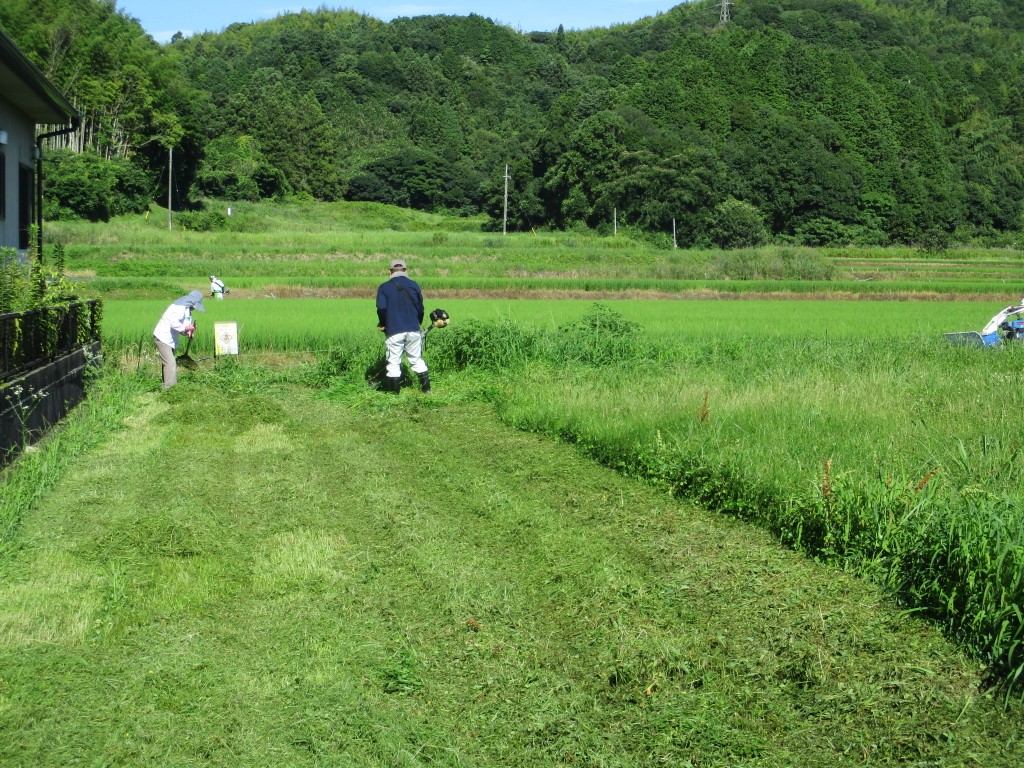 膝丈まで伸びた草の画像