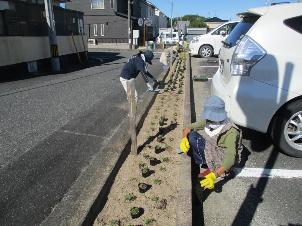 3列に並べて植えましたの画像