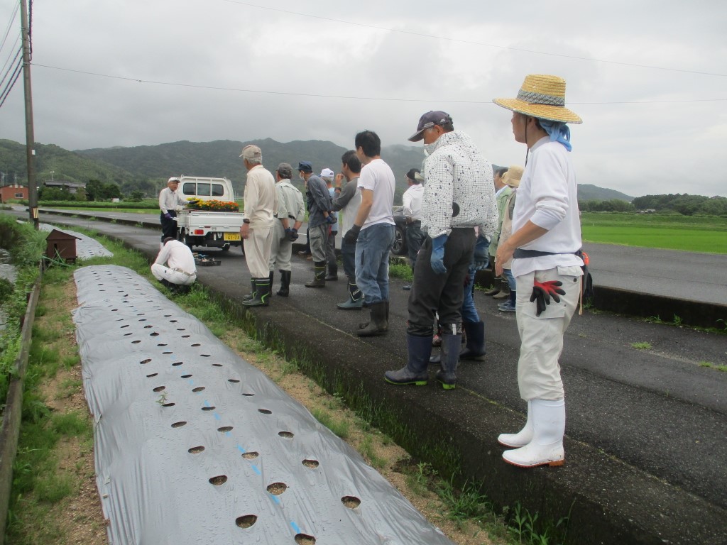 事前にマルチに穴開けの画像