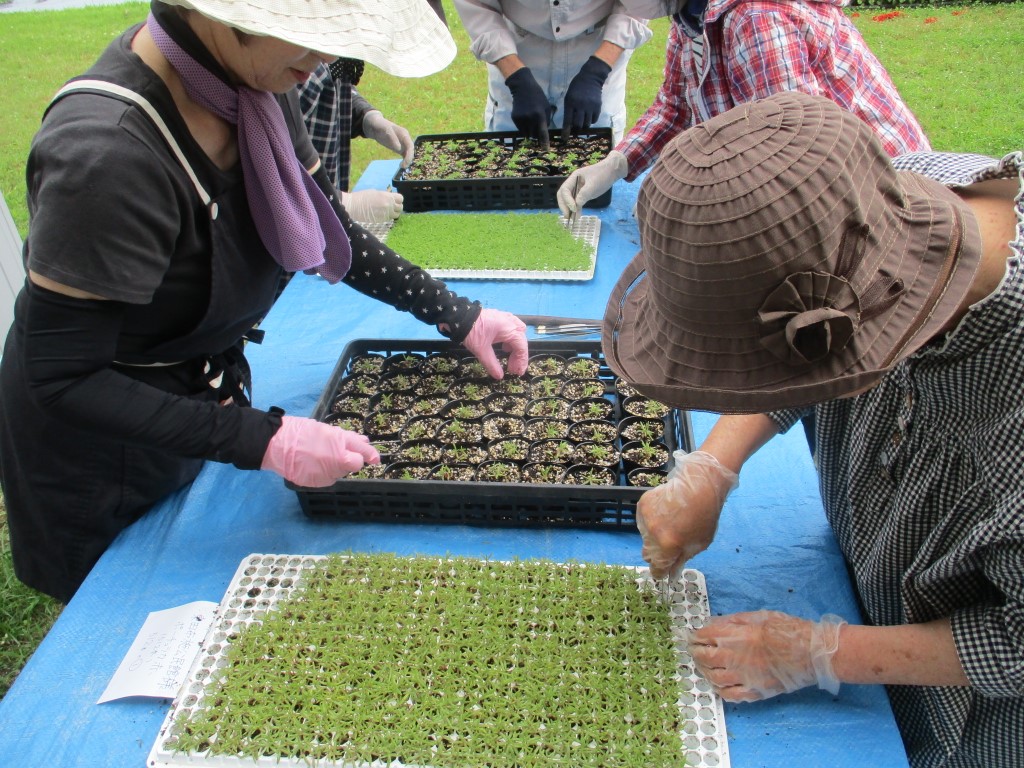 慣れた手つきで植え替えの画像