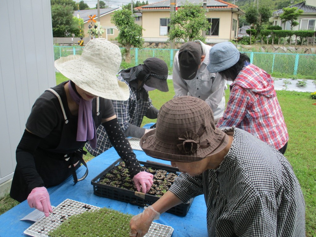 あっという間に植え替え完了の画像