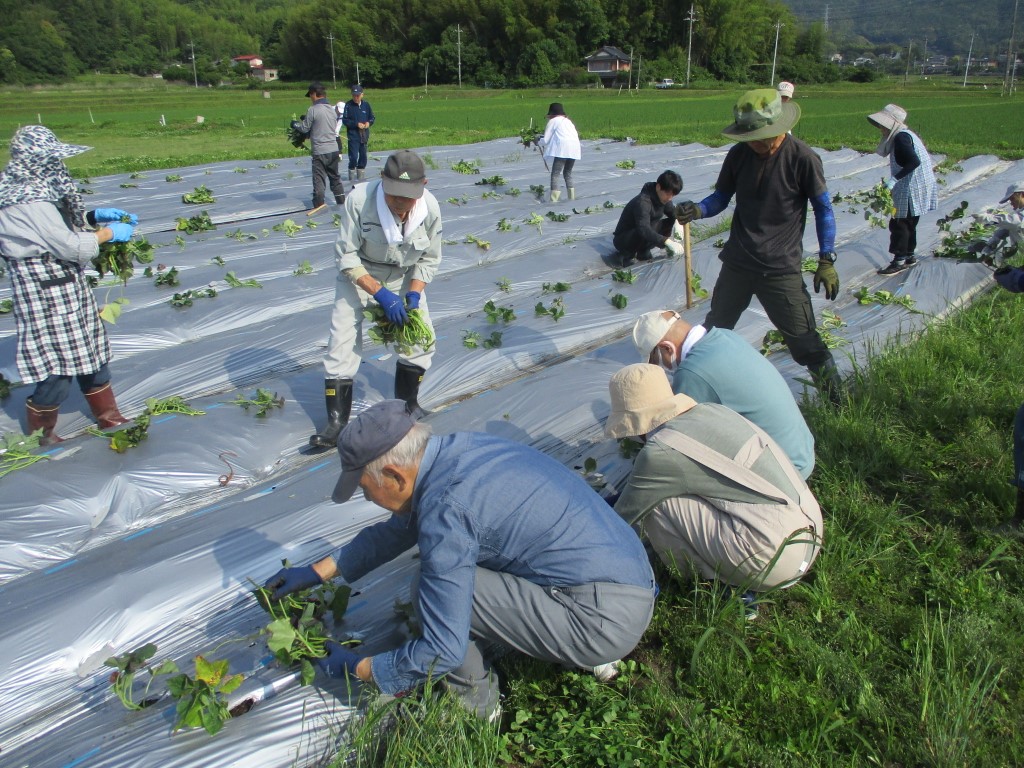 一斉に苗を植えていきますの画像