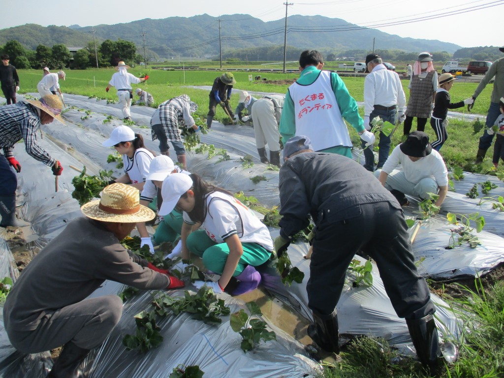 1000本の苗を植え付けは大変の画像