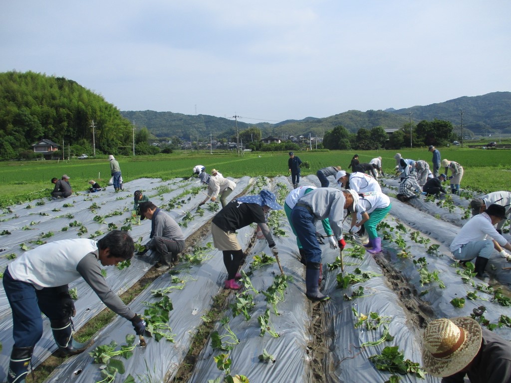 水分の多い畝は埋まりそう！の画像