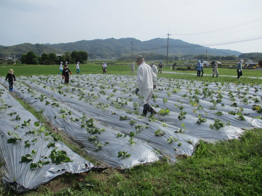さつまいも苗植え完了の画像