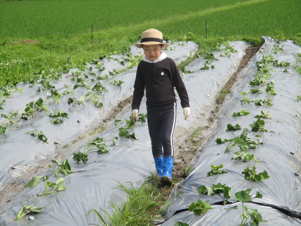 きちんと植えたか最後に見回りの画像