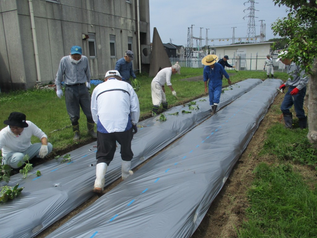 マルチ掛けをして均等に穴あけ作業の画像
