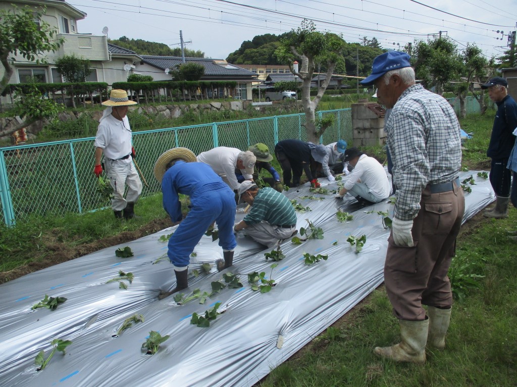 さつまいも苗100本植え付け完了の画像