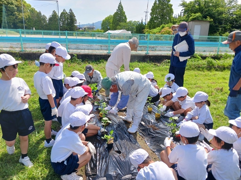 野菜の苗を植えていきますの画像