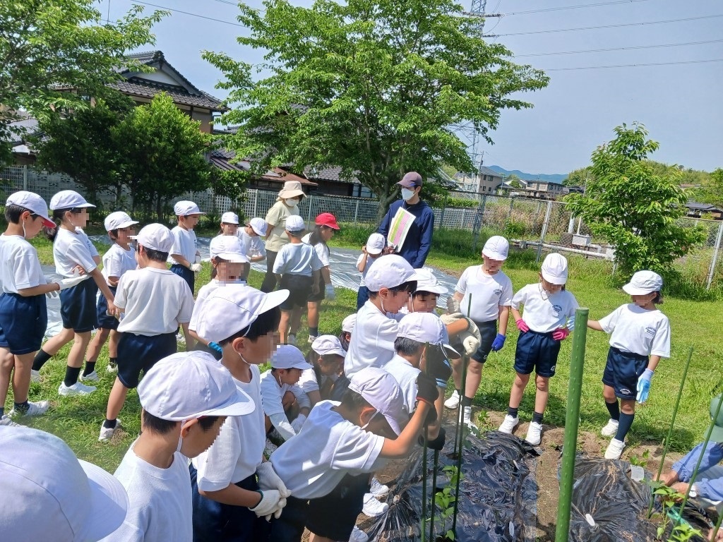 支柱を立てて完成の画像