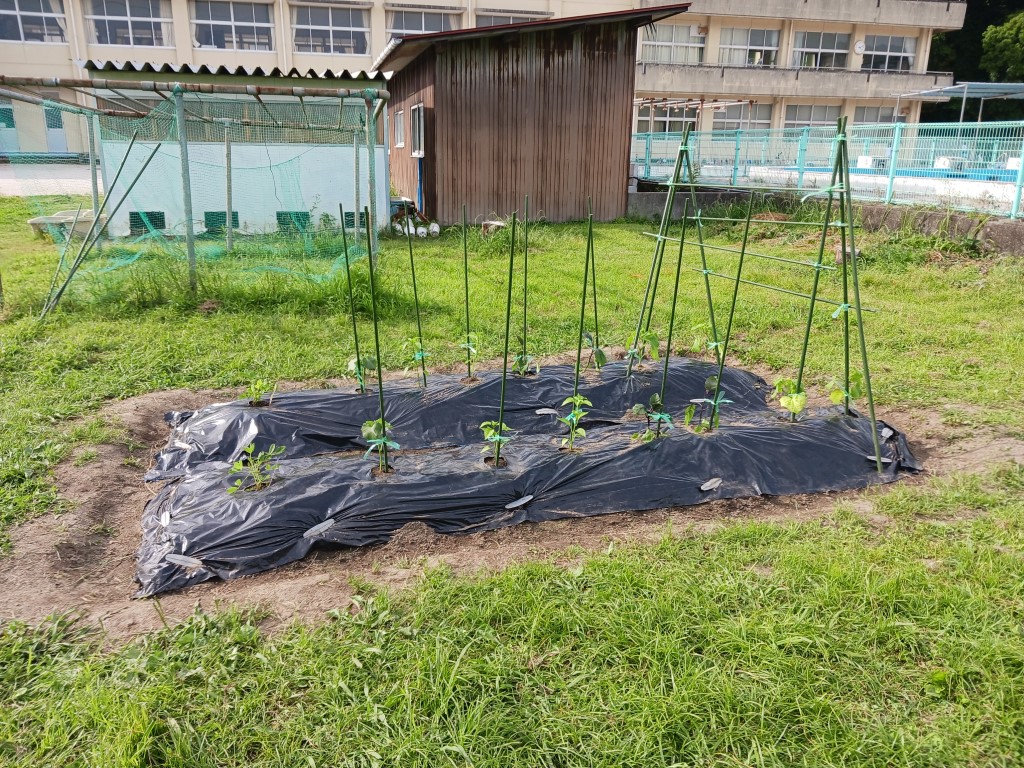 立派な畑ができましたの画像