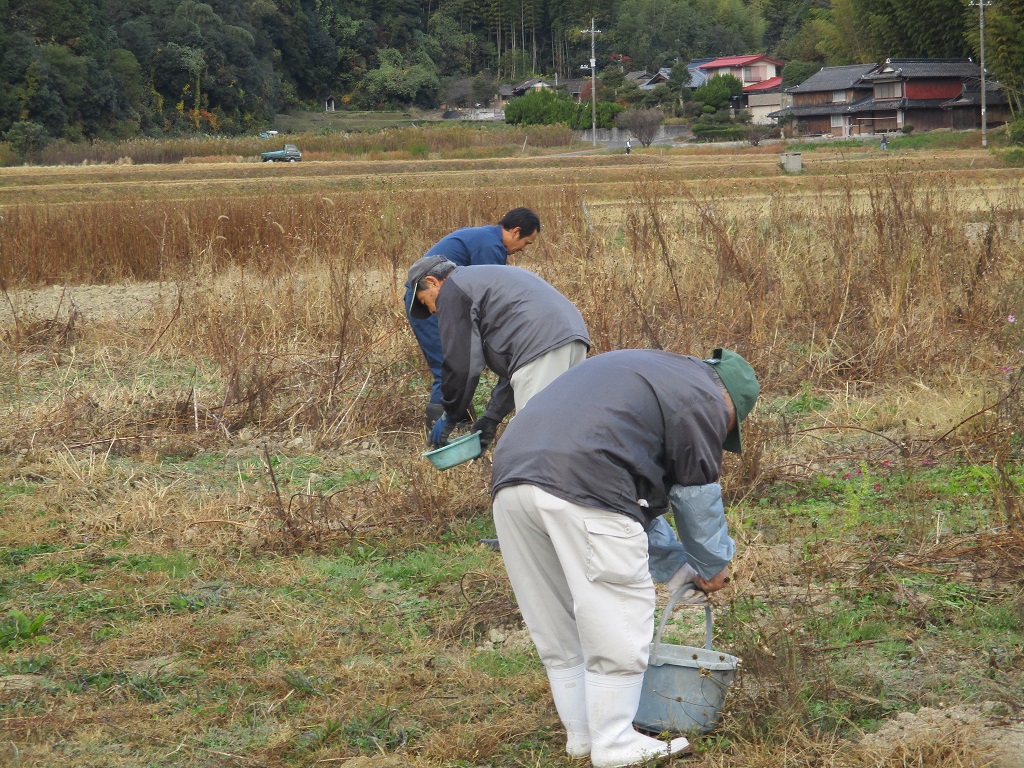 残ったコスモスの種取り一つ一つ丁寧に採取の画像