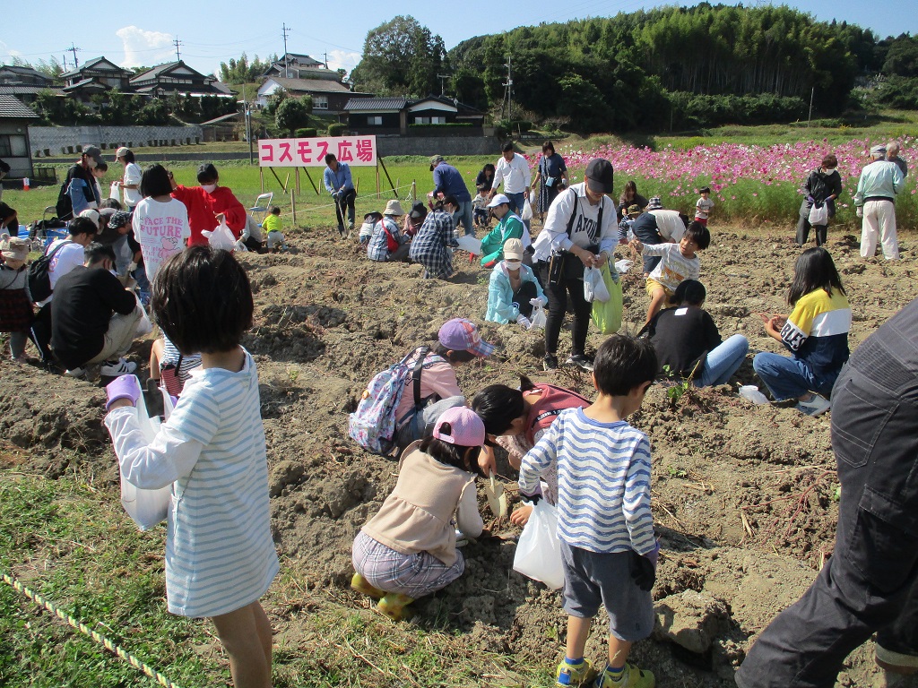天気続きで硬くなった土ひと汗かきながら掘ってさつまいもGET‼の画像