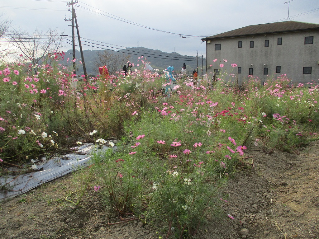 購入した種を蒔いた場所は雑草に負けました残念!!の画像