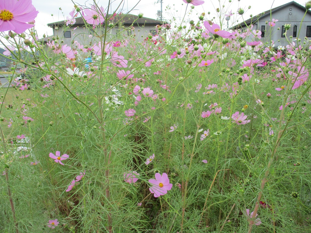 地生えのコスモスは強い背が高くなりすぎの画像