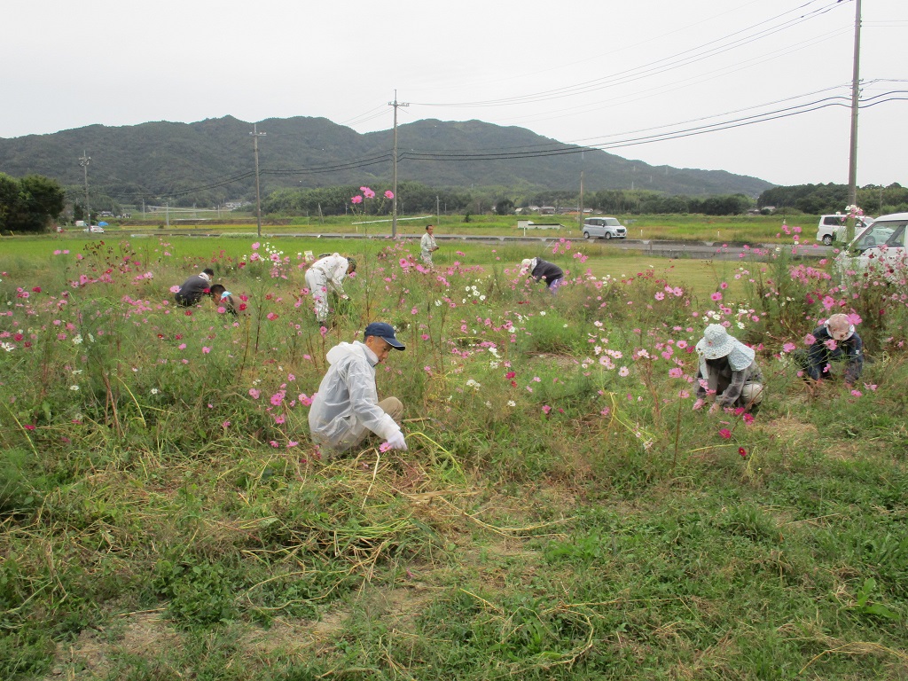 コスモスの周りの草を手作業で草取の画像