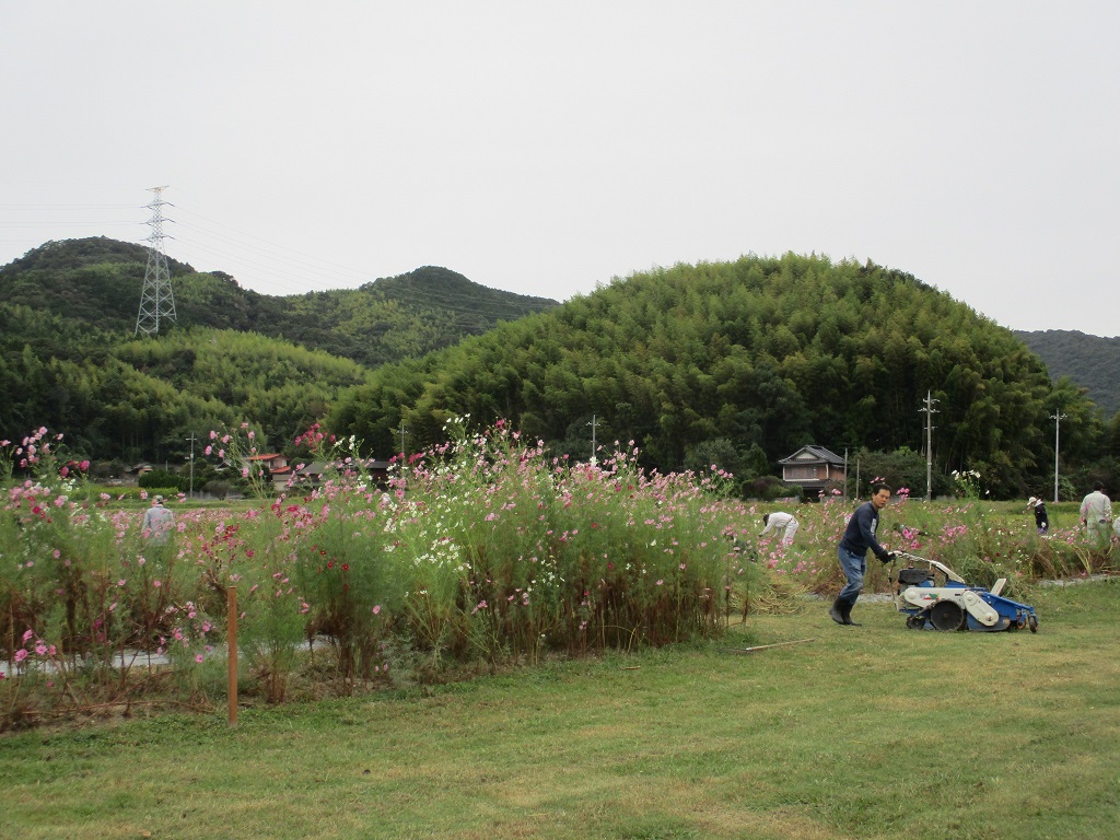 コスモス広場(まつり会場)がさっぱりとして綺麗になりましたの画像