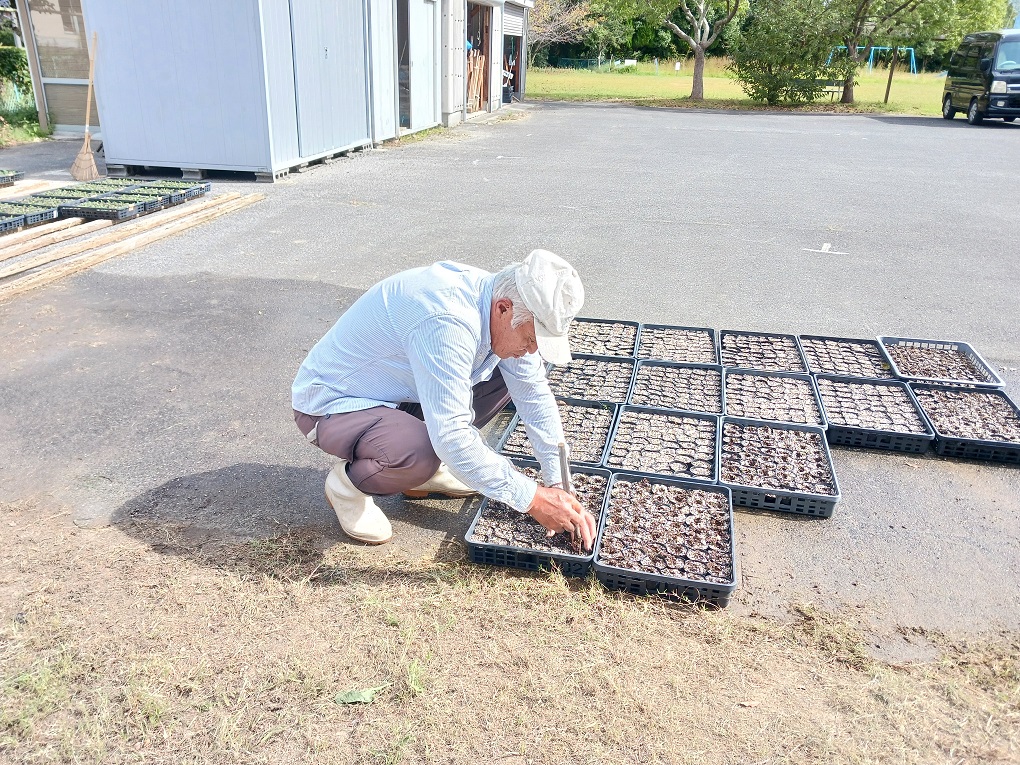 ポットの土に穴開け作業の画像