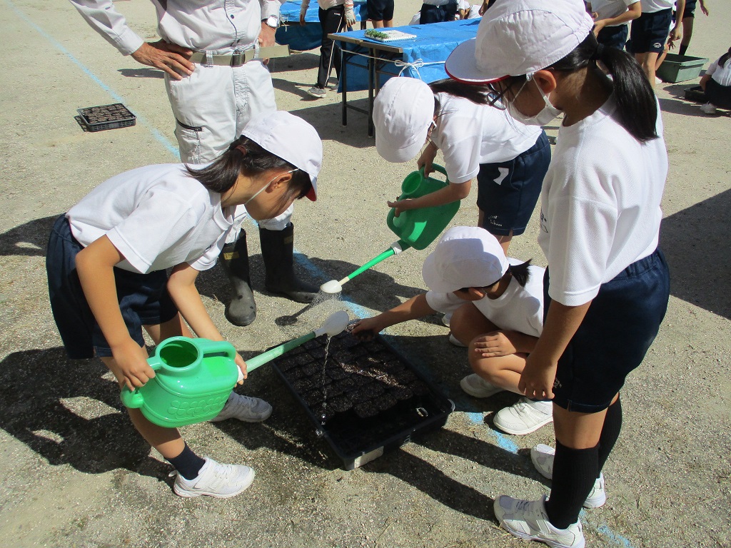 最後に水やりをして完了の画像