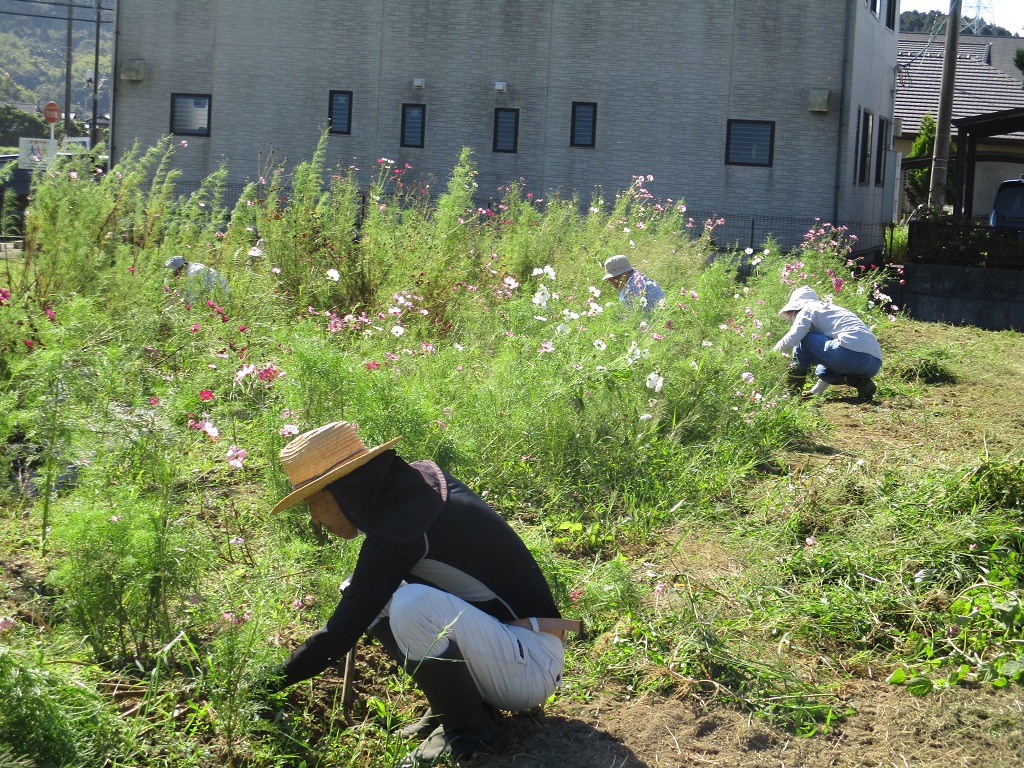 大変だったコスモスの草ひきの画像