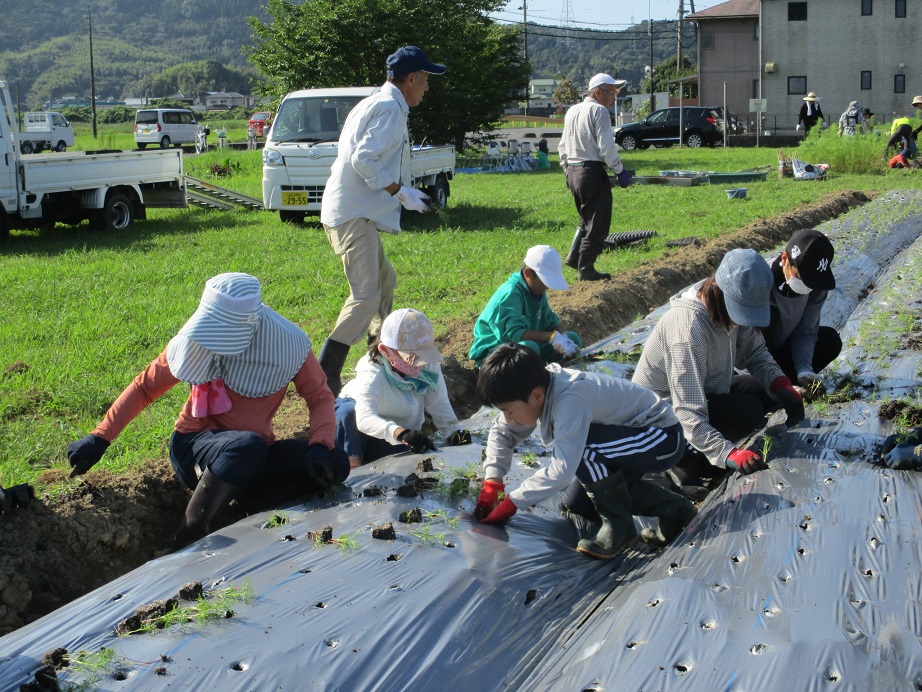 コスモスの苗を定植の画像