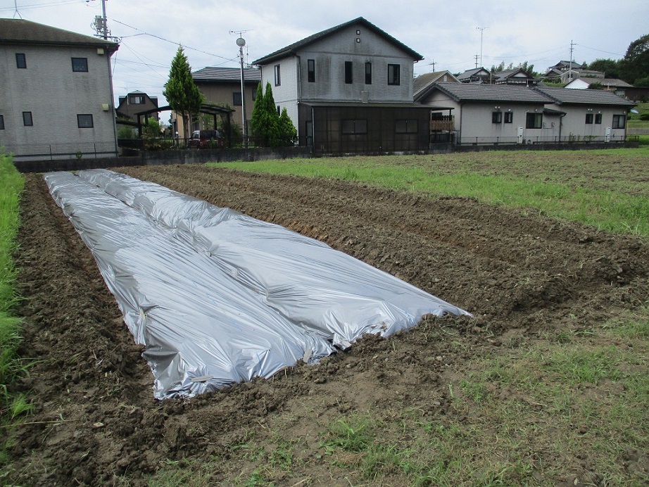 コスモス苗の定植用の画像