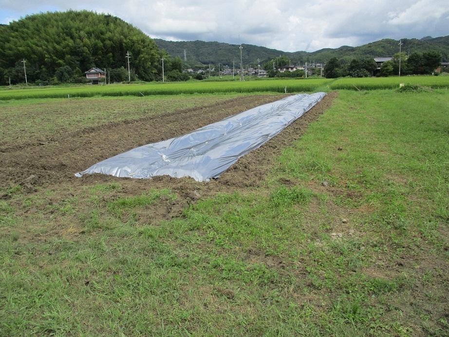 マルチ掛けもしましたの画像