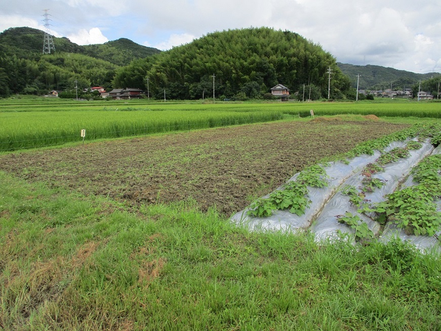 コスモスの種ばら撒き用の画像