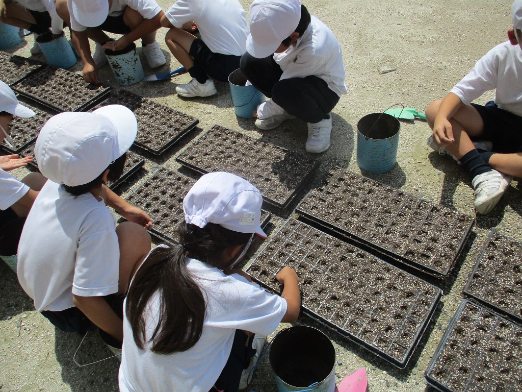 小さな種を大切に蒔きましたの画像
