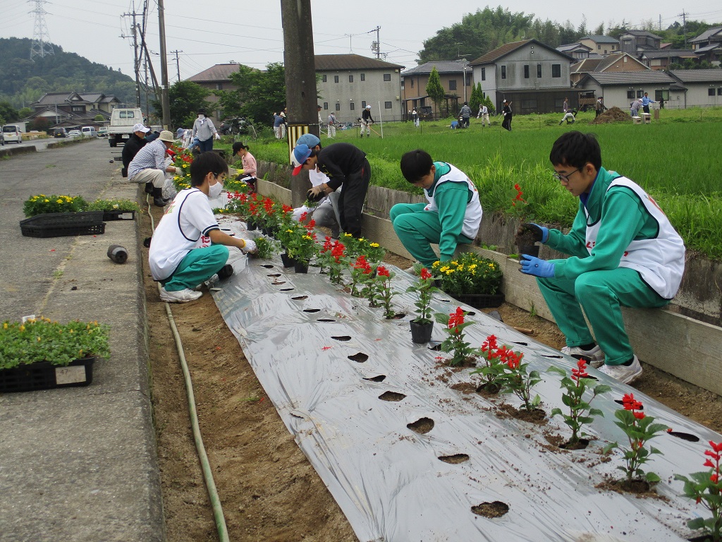マルチに穴を開け花苗を植付の画像