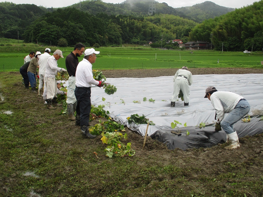 900本植えるのはかなりの量の画像