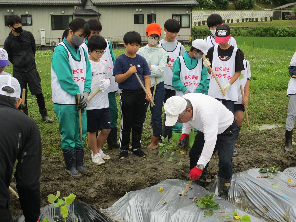 さつまいも苗植えの説明の画像