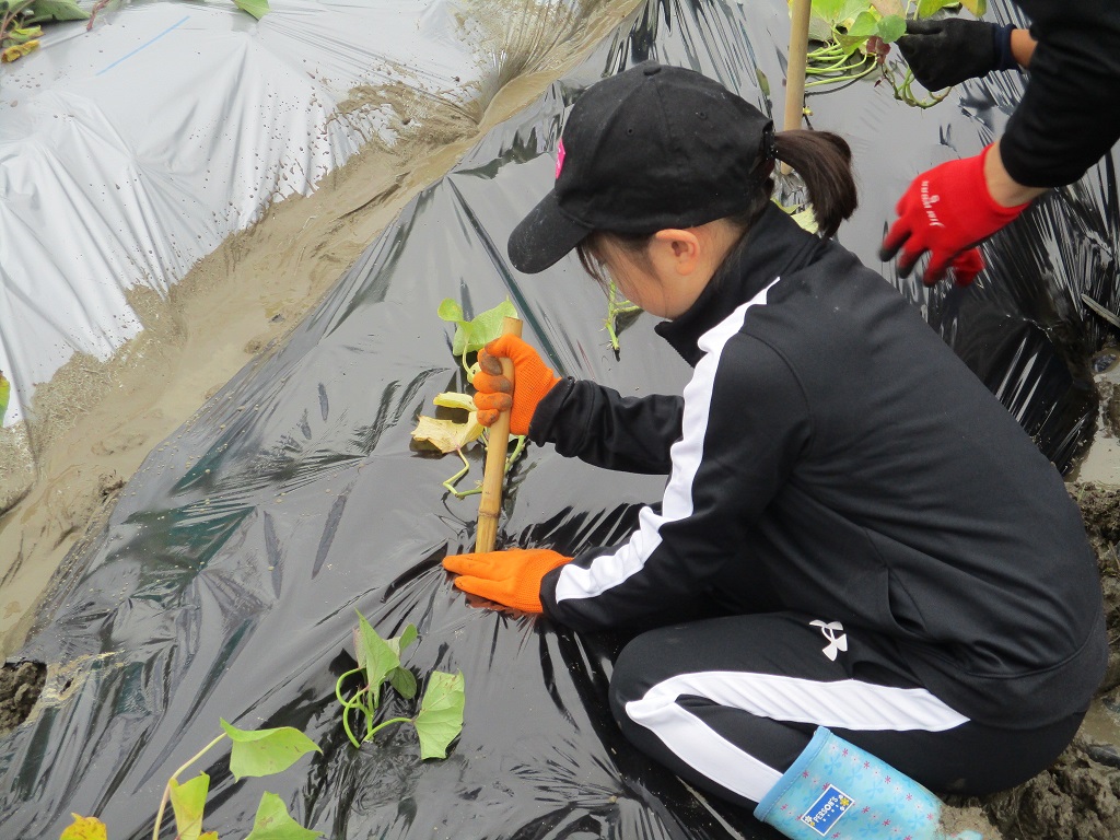 丁寧にしっかりと植付の画像