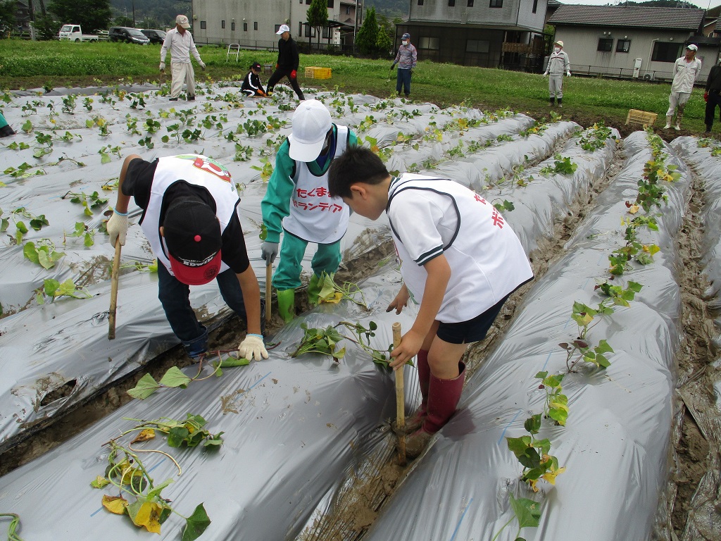 水分の多い畝の苗植えは大変の画像