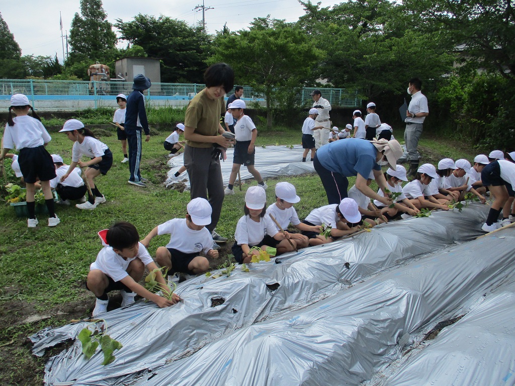 みんなで植付、正しく出来るかなの画像
