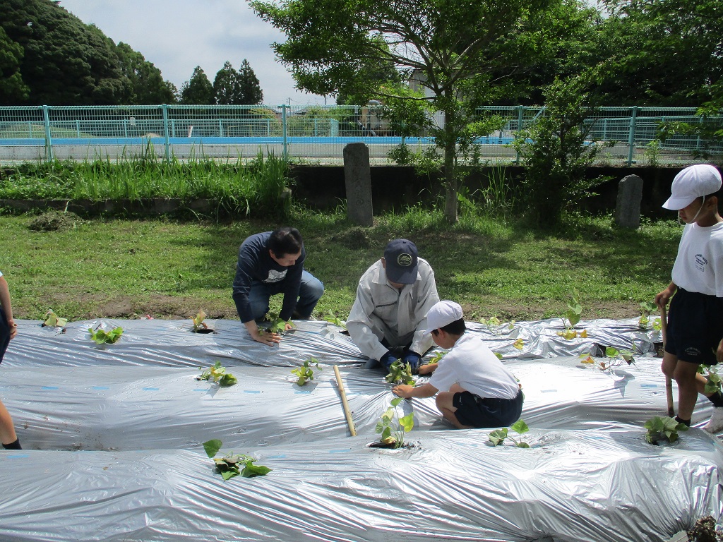 しっかりと植付できるようお手伝いの画像