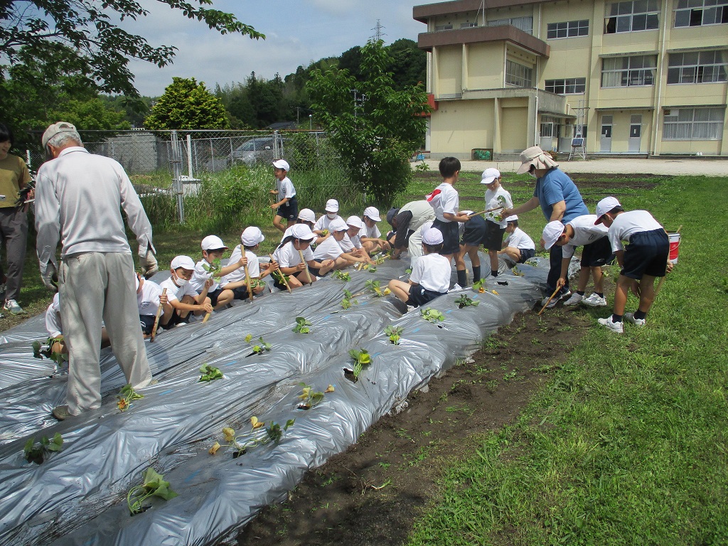 植付が完了しましたの画像