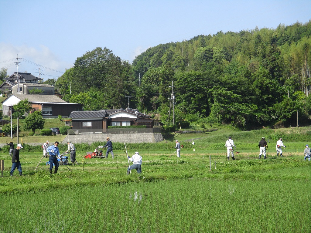 コスモス畑の草刈の画像