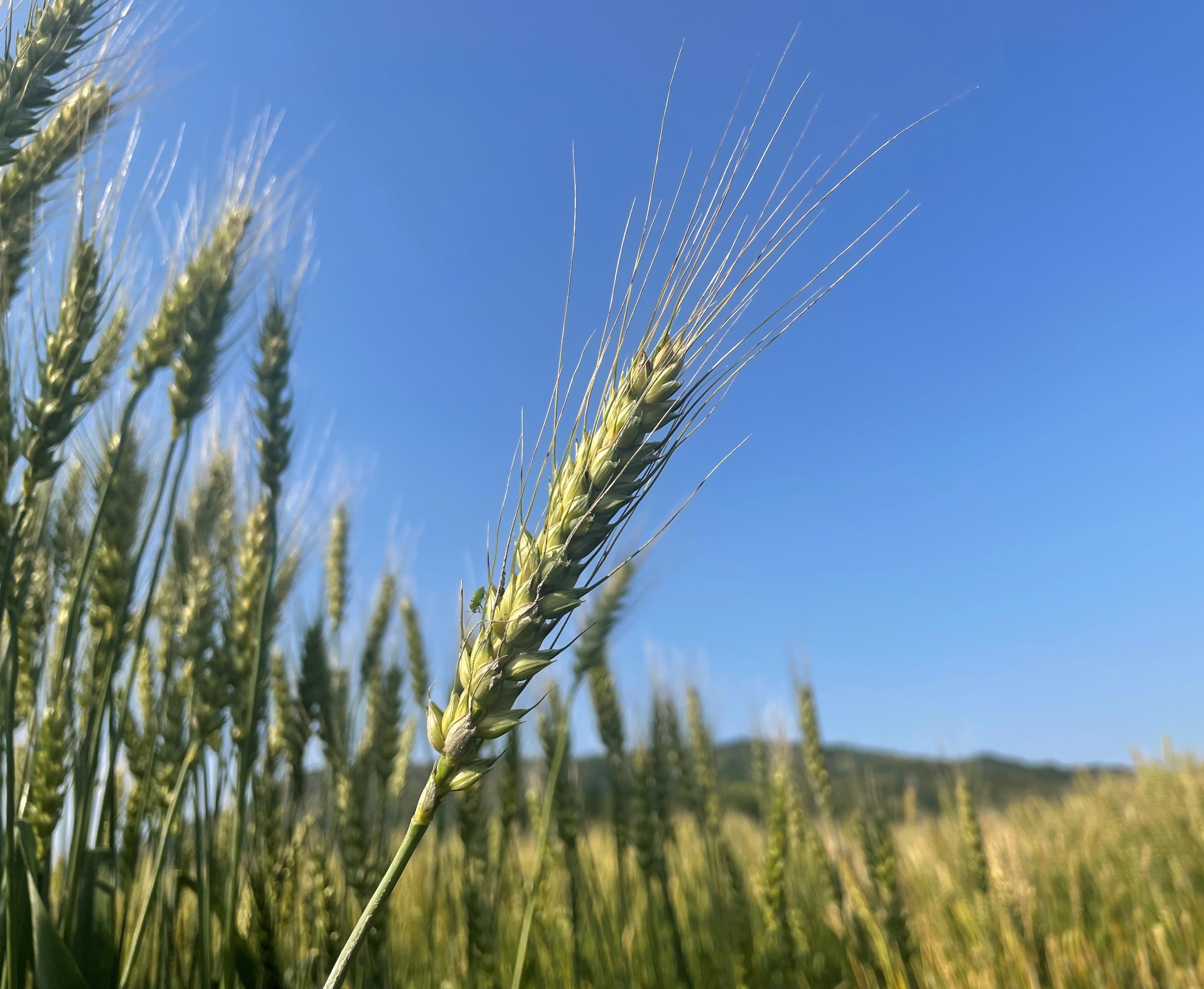 田布施町の農産物の画像1