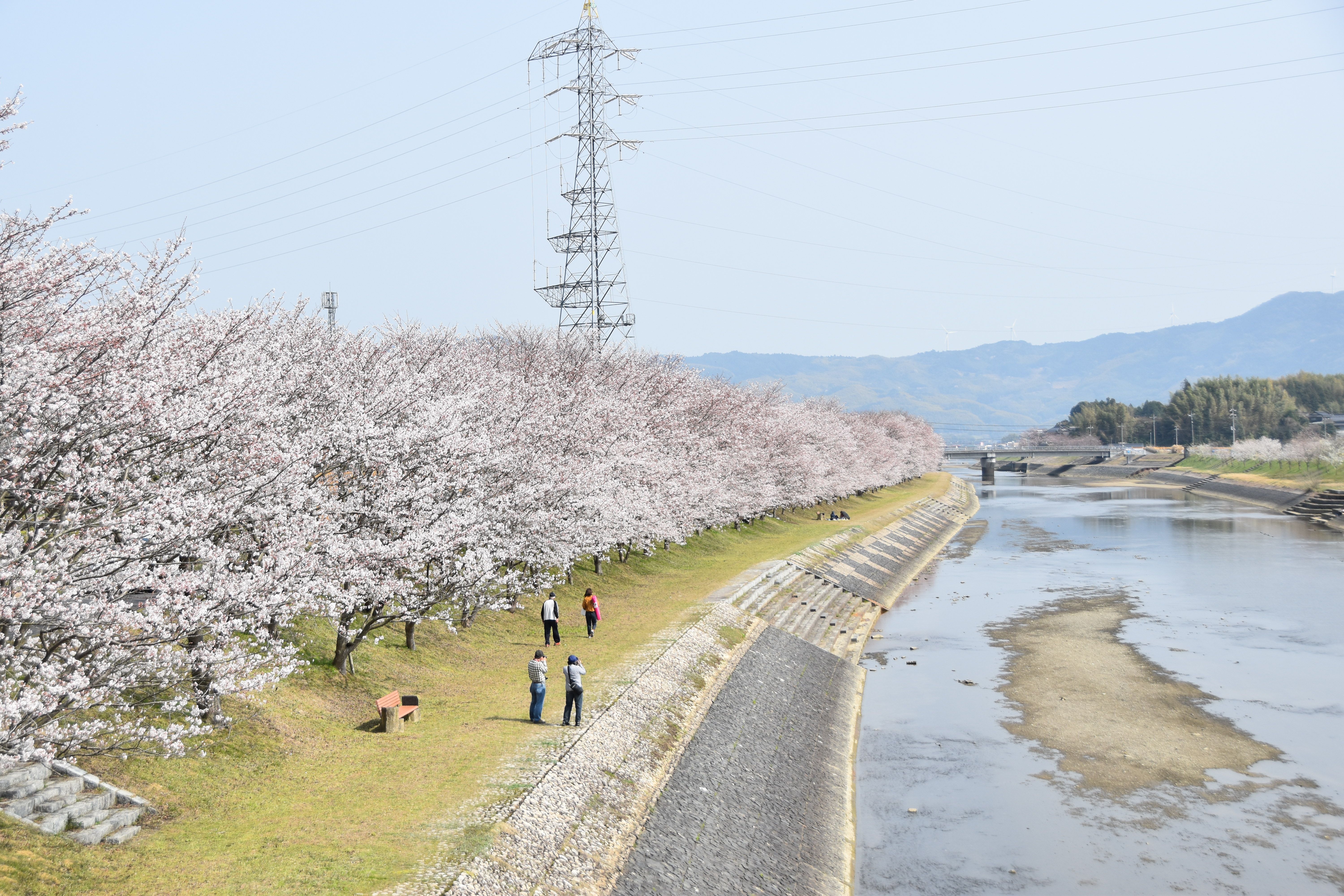 田布施川の桜の画像1