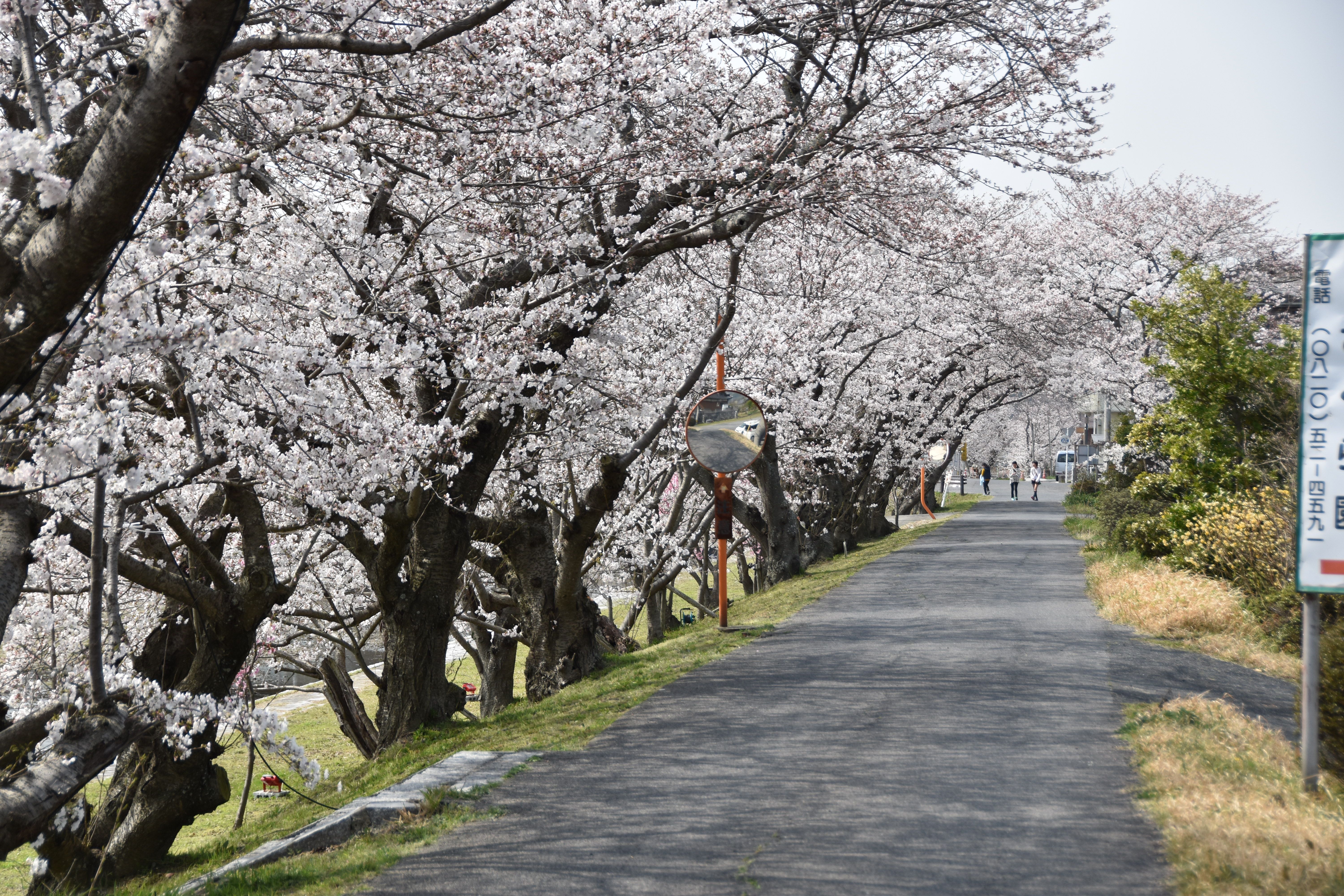 田布施川の桜の画像2