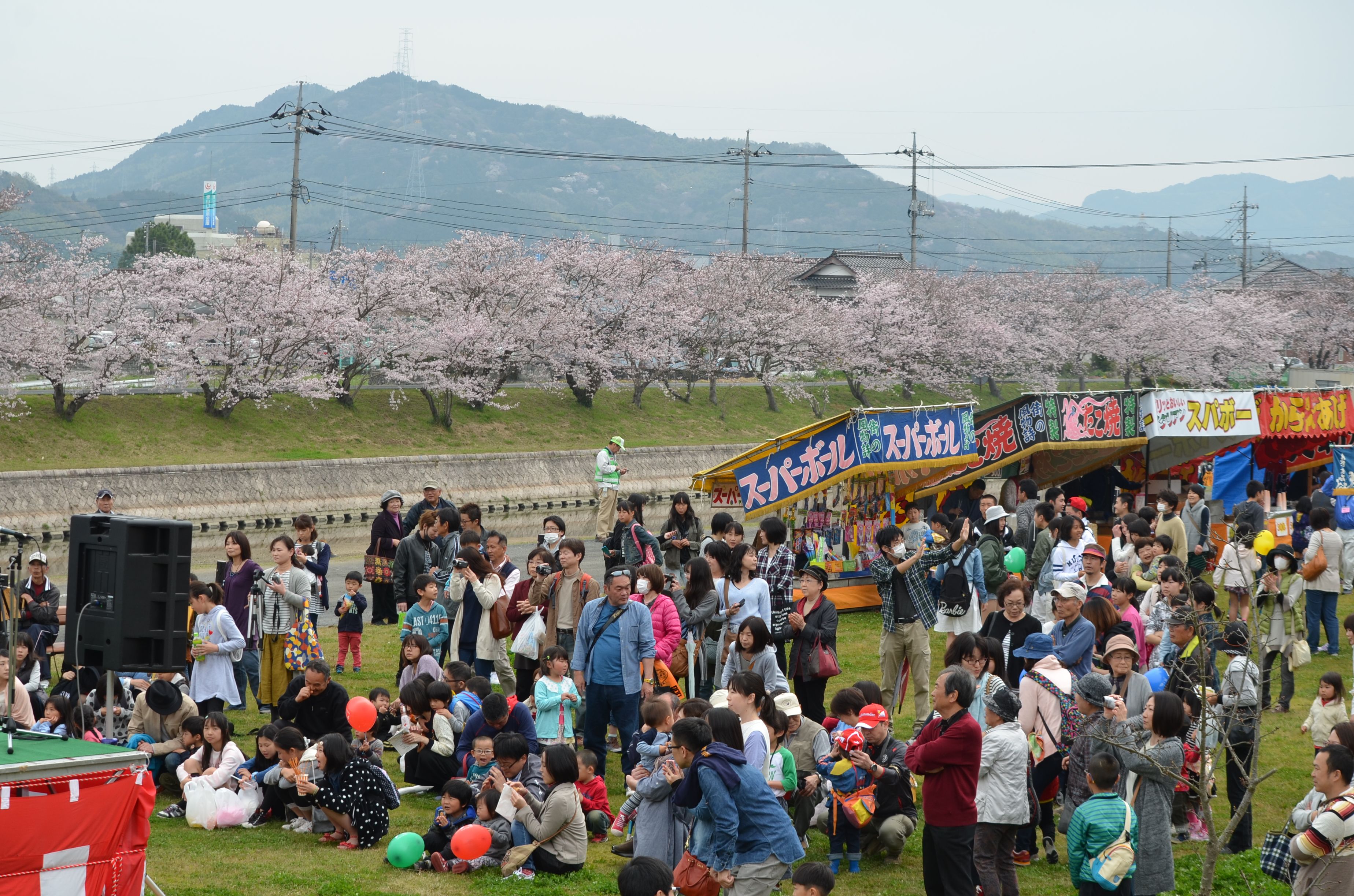 田布施川の桜の画像3