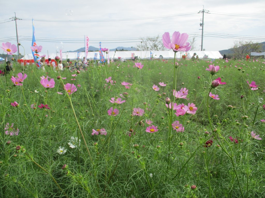 第30回　東田布施コスモスまつり　開催の画像2