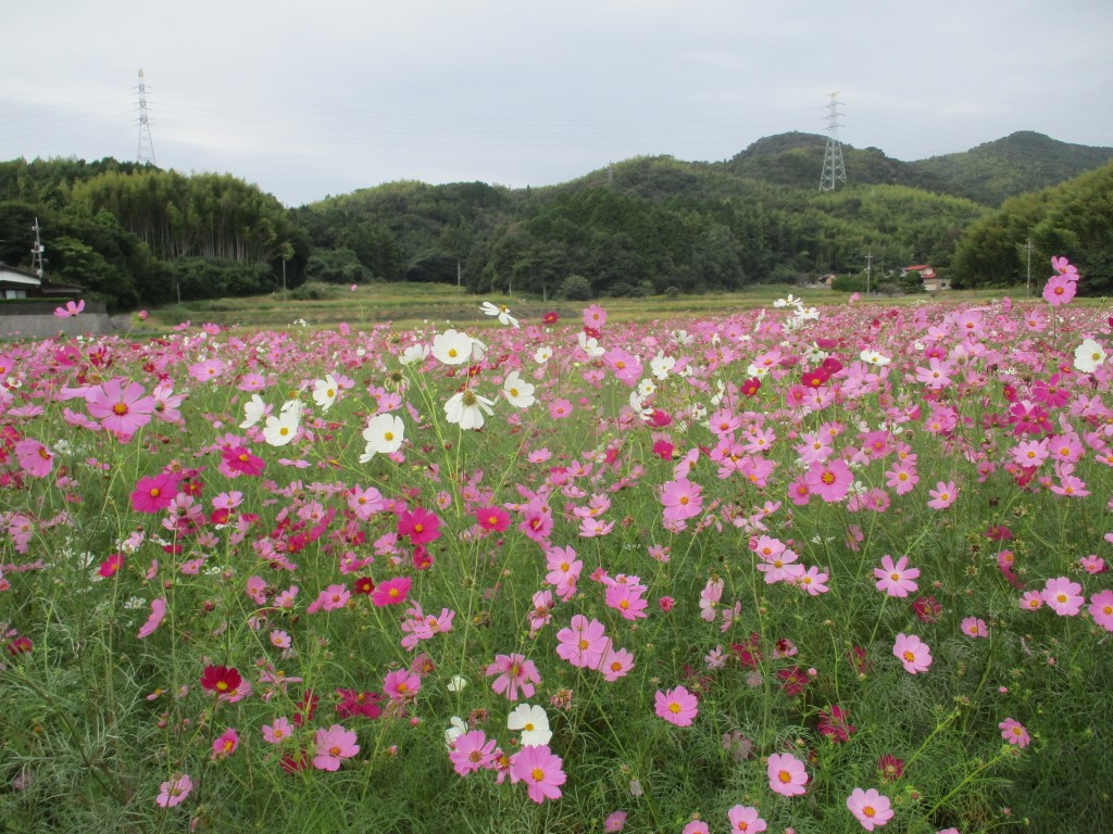 コスモスまつりの画像1