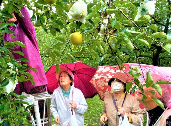 令和6年度　徳佐のリンゴ狩りと津和野観光の画像1