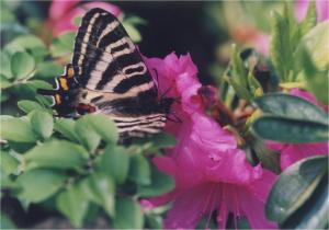 町指定文化財小行司のギフチョウ