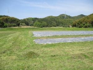 4月27日　コスモス畑草刈2の画像